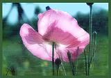 Provence-Mohn 14